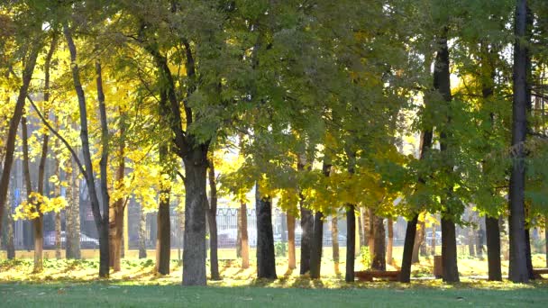運動選手、男は黄色と緑の葉を持つ木の間で秋の都市公園を通って実行されます — ストック動画