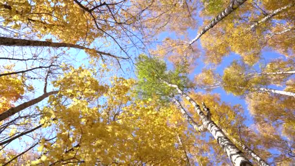 Floresta de outono. Vidoeiros e ácer. As folhas amarelas caem de árvores contra um céu azul — Vídeo de Stock