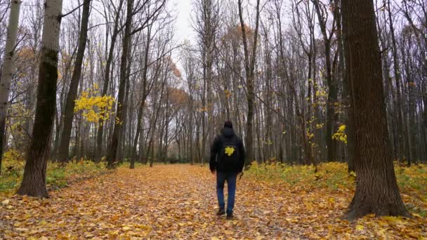 Un homme vêtu de noir marche à travers la forêt d'automne, parc. Des feuilles d'érable jaunes tombent des arbres — Video