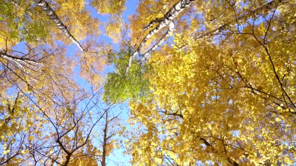秋天的森林桦树和枫树。黄叶在蓝天的映衬下从树上落下来 — 图库视频影像