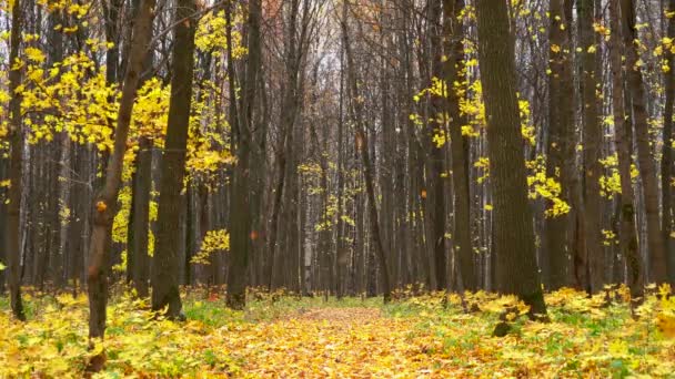 Cena de Outono. Caindo folhas de bordo coloridas, árvores amarelas no parque outonal — Vídeo de Stock