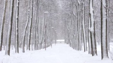 Kışın ormanda kar yağışı, kar yağarken yumuşak karlı bir Noel sabahı.
