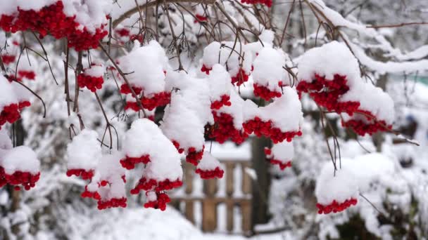 En röd fjällask med en mössa av vit snö hänger på en gren och svänger i vinden en vintermorgon — Stockvideo