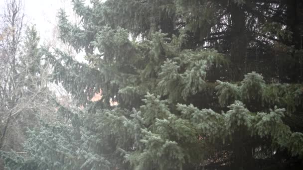 Schneefall im Winter im Wald, verschneiter Weihnachtsmorgen, im Wind schwankende Tannenzweige bei Schneefall — Stockvideo