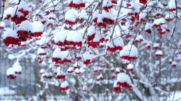 Uma cinza de montanha vermelha com um boné de neve branca pende em um ramo e balança ao vento em uma manhã de inverno — Vídeo de Stock
