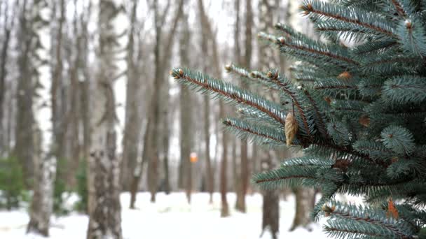 Cachoeira de neve no inverno na floresta, manhã de Natal nevado, ramos de abeto balançando no vento durante uma queda de neve — Vídeo de Stock