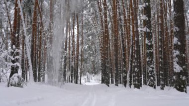 Kar taneleri kardan sonra ladin dallarından yere düşer, orman yolu.