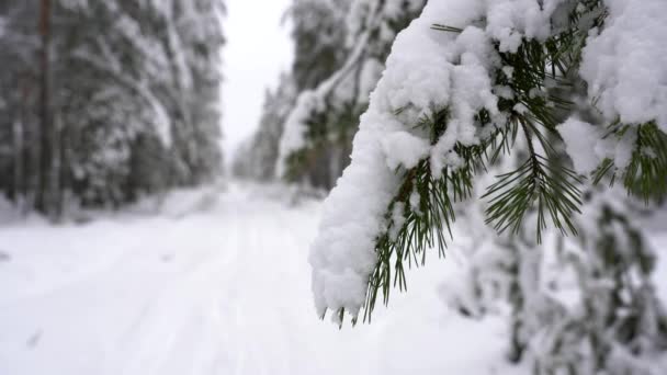 Snowfall zimą w lesie, śnieżny świąteczny poranek, gałęzie Fir kołyszące się na wietrze po opadach śniegu — Wideo stockowe