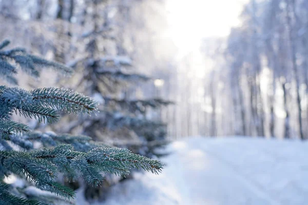 Kışın ormanda kar yağar, Noel sabahı karlı olur, kar yağarken firavun dalları rüzgarda sallanır..