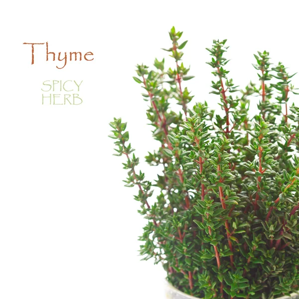 Thyme. — Stock Photo, Image