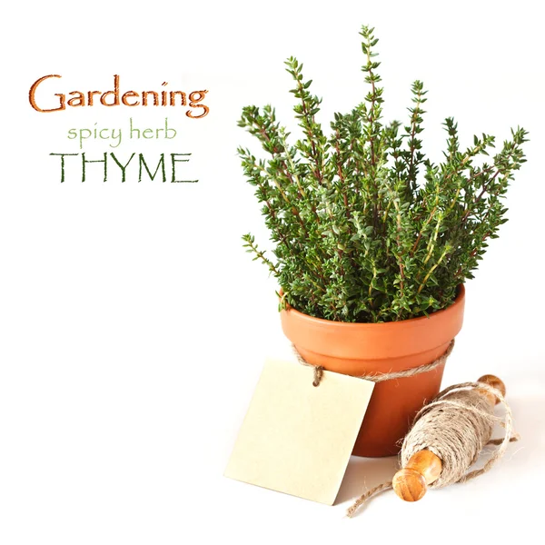 Thyme in a pot. — Stock Photo, Image