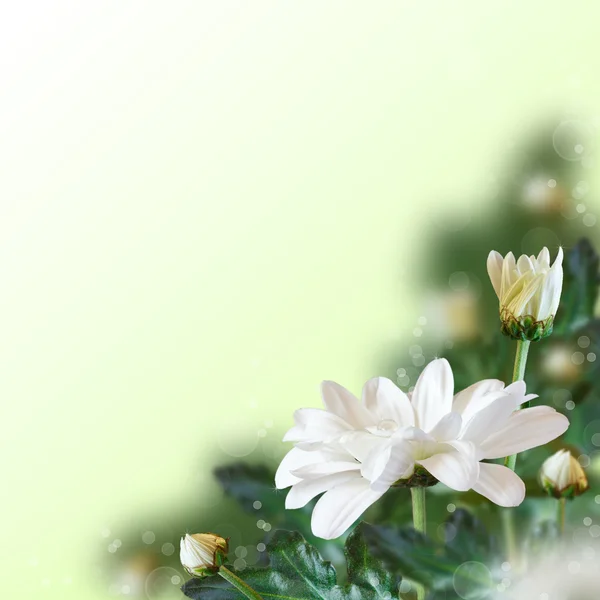 Floraler Hintergrund. — Stockfoto