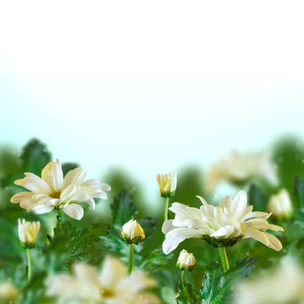 Floraler Hintergrund. — Stockfoto