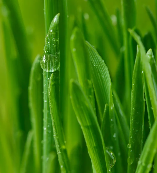 Spring grass. — Stock Photo, Image