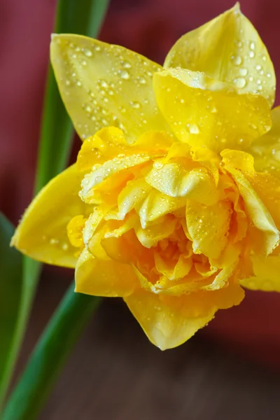 Narcis. — Stock fotografie