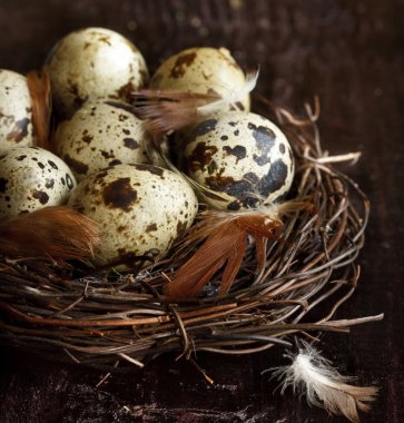 bıldırcın yumurtası.