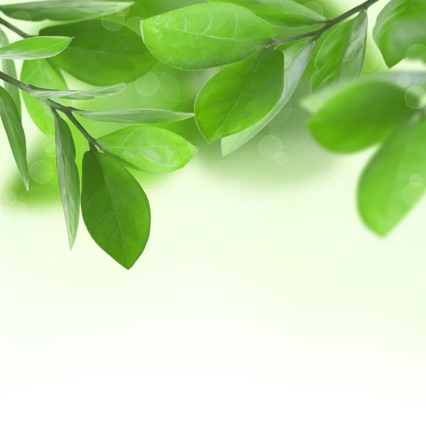Зеленые листья фона. — стоковое фото