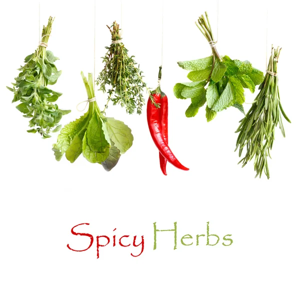 Spicy herbs. — Stock Photo, Image