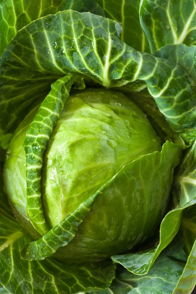 Fresh cabbage. — Stock Photo, Image