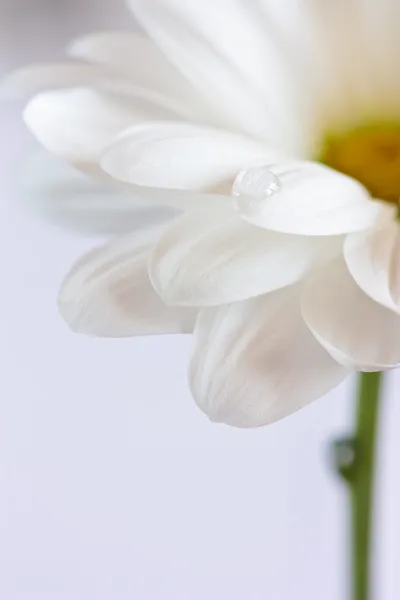 Fiore bianco . — Foto Stock