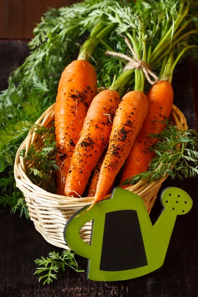 Fresh carrots. — Stock Photo, Image