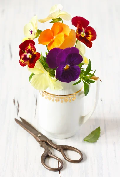 Hermosas flores de pansy . — Foto de Stock