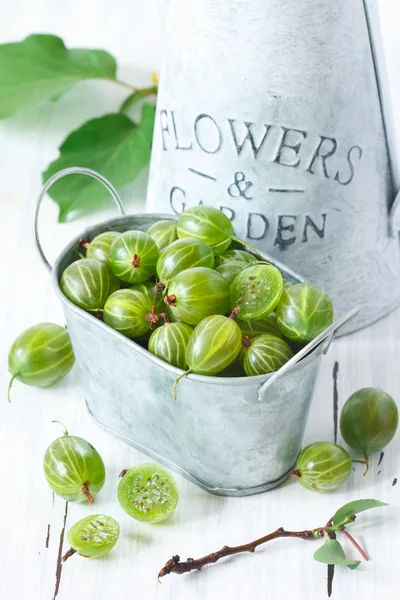 Stachelbeere. — Stockfoto