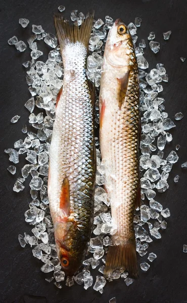 Fish. — Stock Photo, Image