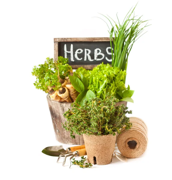 Herb garden. — Stock Photo, Image