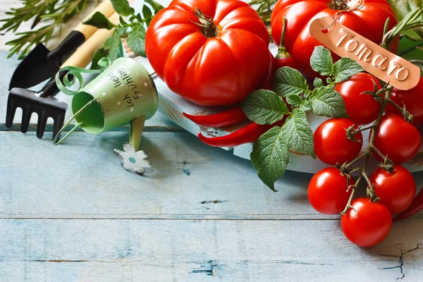Kuchyňské zahradě rajčata. — Stock fotografie