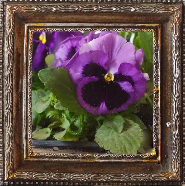 Pansy flowers. — Stock Photo, Image