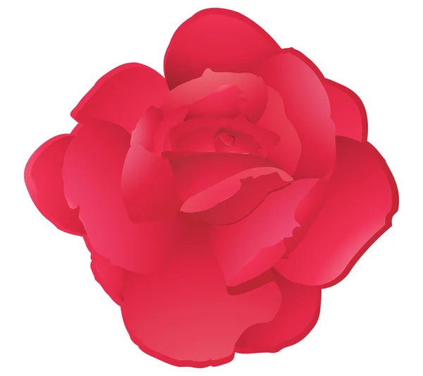 Rose détaillée — Image vectorielle