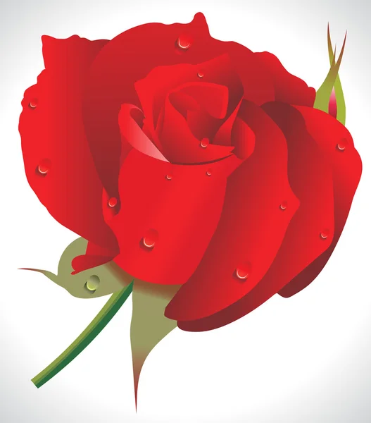 Resumen Rosa roja — Archivo Imágenes Vectoriales