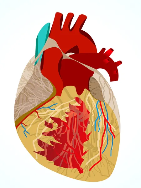 Corazón humano abstracto — Archivo Imágenes Vectoriales