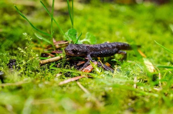 Alpine newt (Ichthyosaura alpestris) is a species of newt native to continental Europe and introduced to Great Britain and New Zealand.