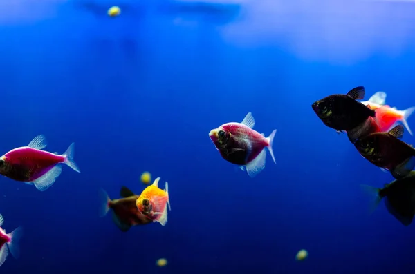 Aquarium Mit Vielen Bunten Fischen — Stockfoto