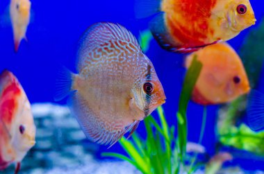 Symphysodon, Güney Amerika 'da Amazon nehir havzasına özgü bir cichlids cinsidir..