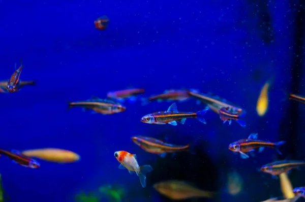 Der Regenbogenschiner Notropis Chrosomus Ist Eine Nordamerikanische Fischart Der Gattung — Stockfoto