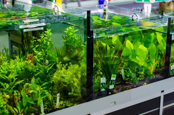 Diverse Aquariumplanten Koop Een Dierenwinkel — Stockfoto