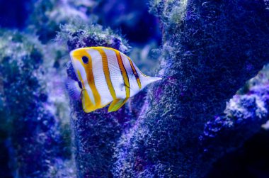 Bakır bant kelebek balığı (Chelmon rostratus), gagalı mercan balığı olarak da bilinir..