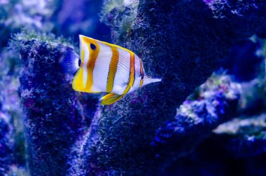 Bakır bant kelebek balığı (Chelmon rostratus), gagalı mercan balığı olarak da bilinir..