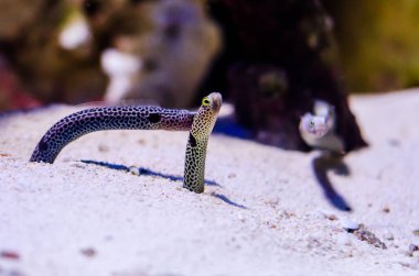 Benekli yılan balığı (Heteroconger hassi), Congridae familyasından bir heteroconger türü..
