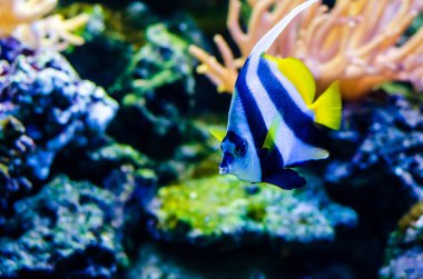 Flamalı mercan balığı (Heniochus acuminatus), ayrıca uzun yüzgeçli sancak balığı, resif sancak balığı veya arabacı olarak da bilinir.