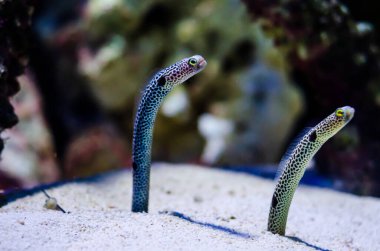 Benekli yılan balığı (Heteroconger hassi), Congridae familyasından bir heteroconger türü..