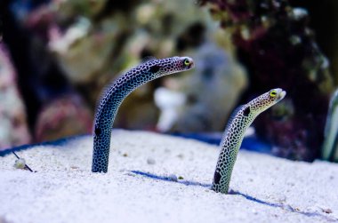 Benekli yılan balığı (Heteroconger hassi), Congridae familyasından bir heteroconger türü..