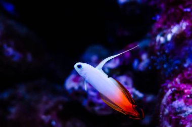 Nemateleotris magnifica, çeşitli yaygın isimlerle bilinir, ateş yakan gorili, muhteşem ateş balığı, ok balığı, ya da kırmızı ateş yakan goby.