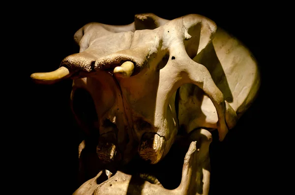 黒い背景の象の頭蓋骨 — ストック写真