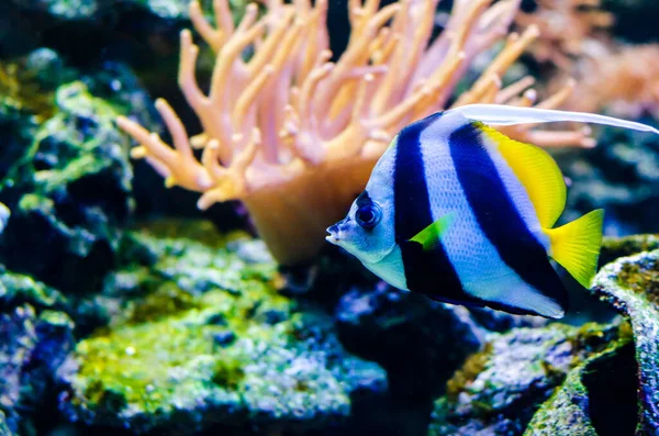 Flamalı mercan balığı (Heniochus acuminatus), ayrıca uzun yüzgeçli sancak balığı, resif sancak balığı veya arabacı olarak da bilinir.