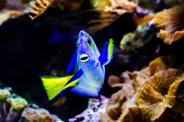Paracanthurus Hepatus Including Regal Tang Palette Surgeonfish Blue Tang Royal — Stockfoto