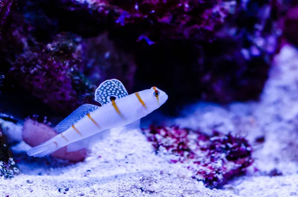 Amblyeleotris Randalli, Randall 'ın karidesleri.